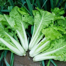 Frilly Leaf Pak Choi Fun Jen Seeds