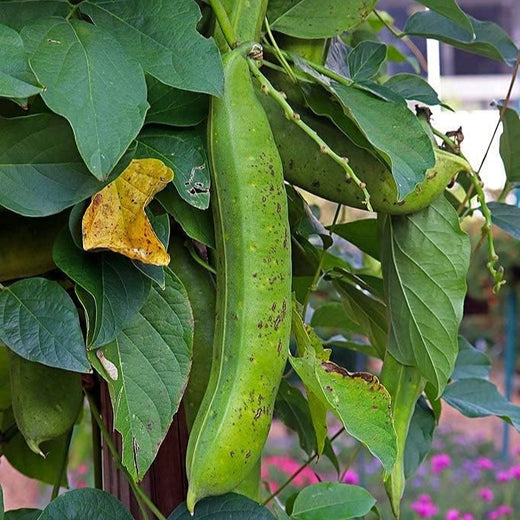Jack Bean Seeds