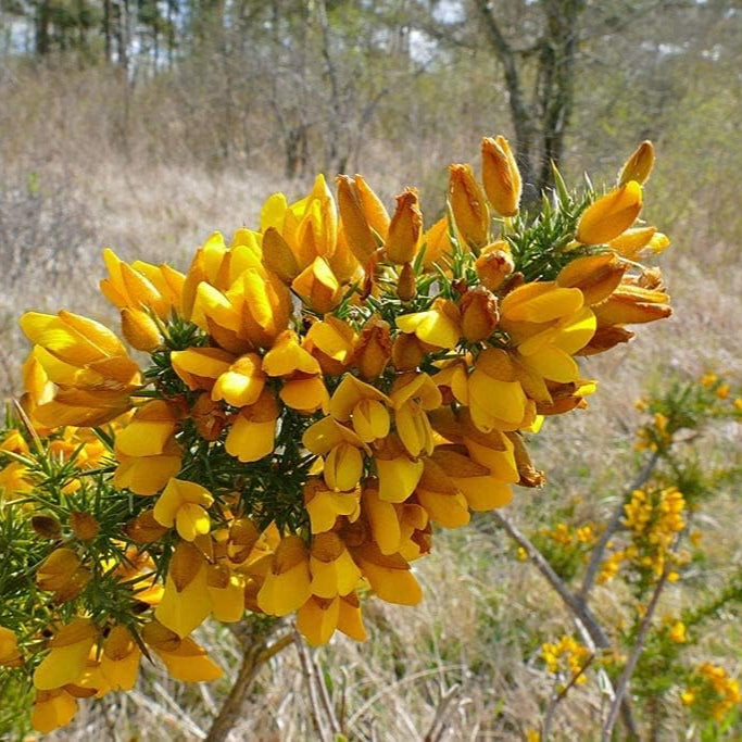 Ulex europaeus Seeds Up to 50%