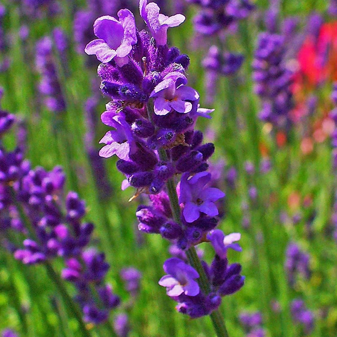 English Lavender Herb Seeds up to 50%