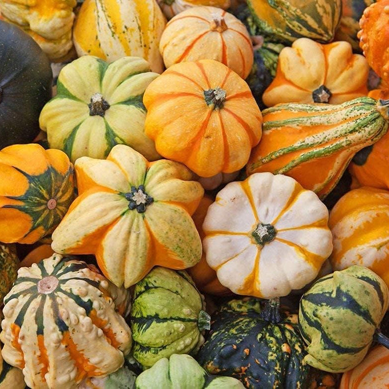 Ornamental Pumpkin Mix Seeds up to 50%