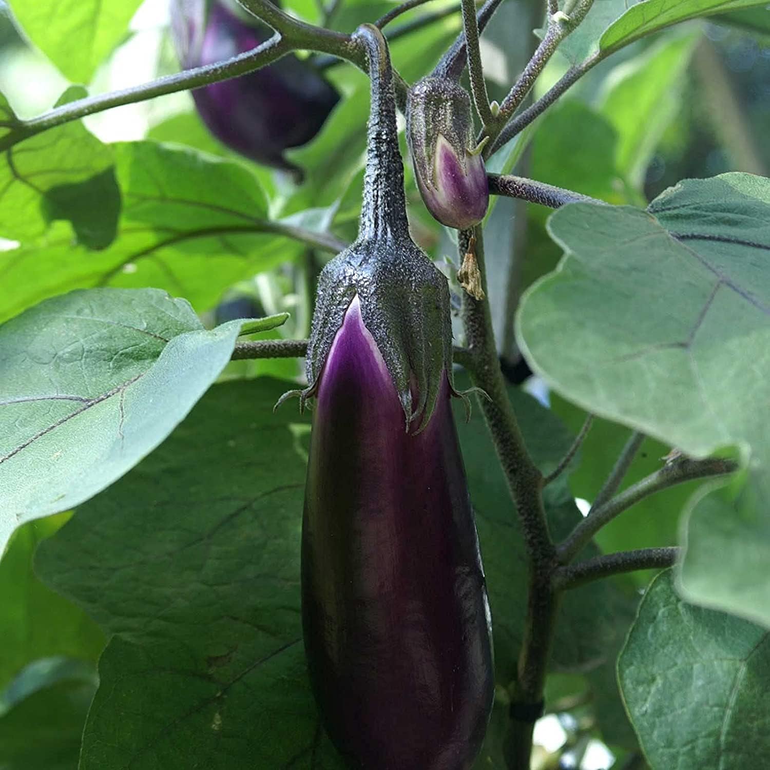 Long Purple Eggplant Seeds up to 50%