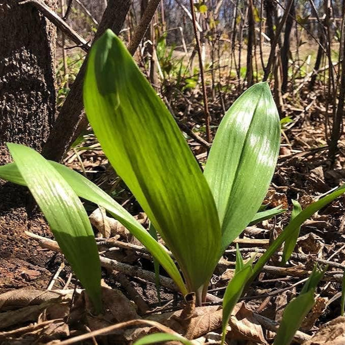 Wild Leek (Allium tricoccum) Seeds – Heirloom Ramp & Wild Onion – up to 50%