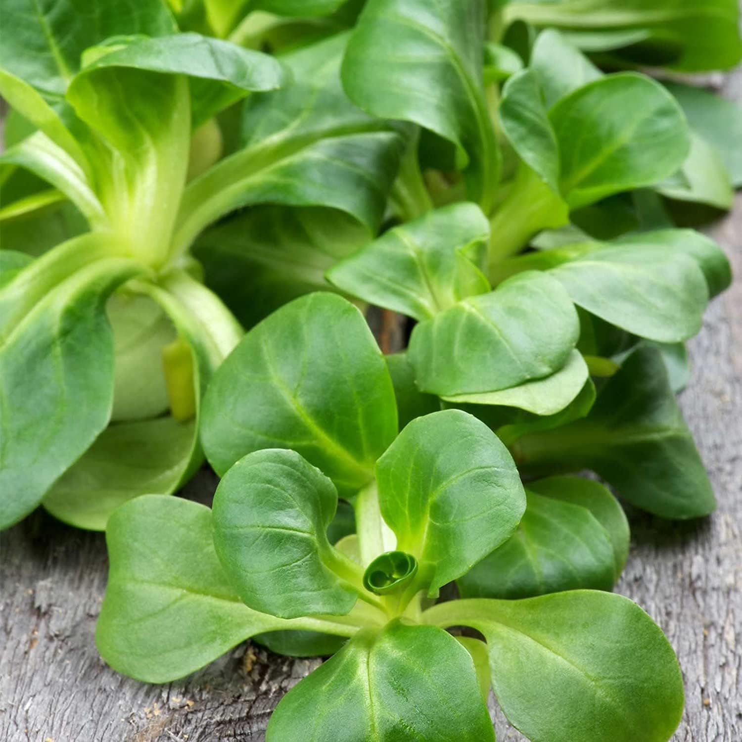 Dutch Corn Salad Seeds up to 50%