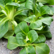 Dutch Corn Salad Seeds