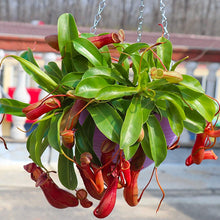 Pitcher Plant Seeds