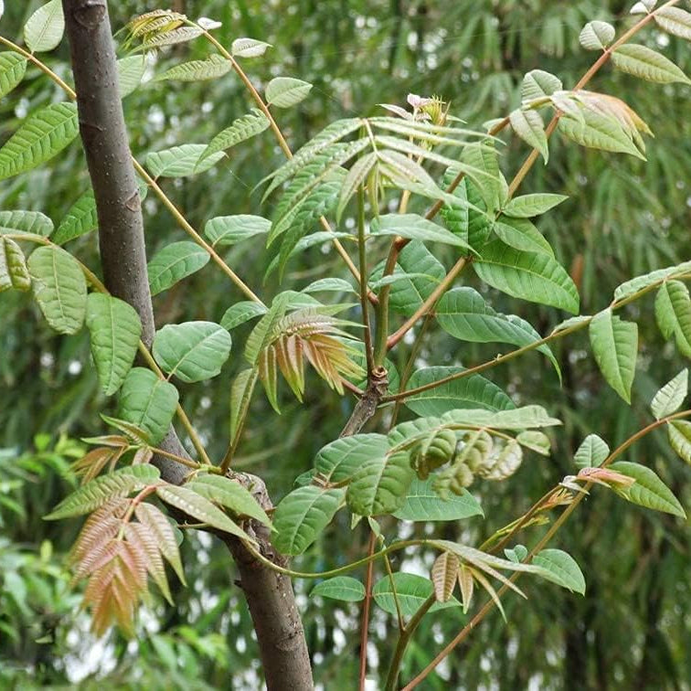 Toona sinensis seeds up to 50%
