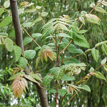 Chinese Toon Seeds