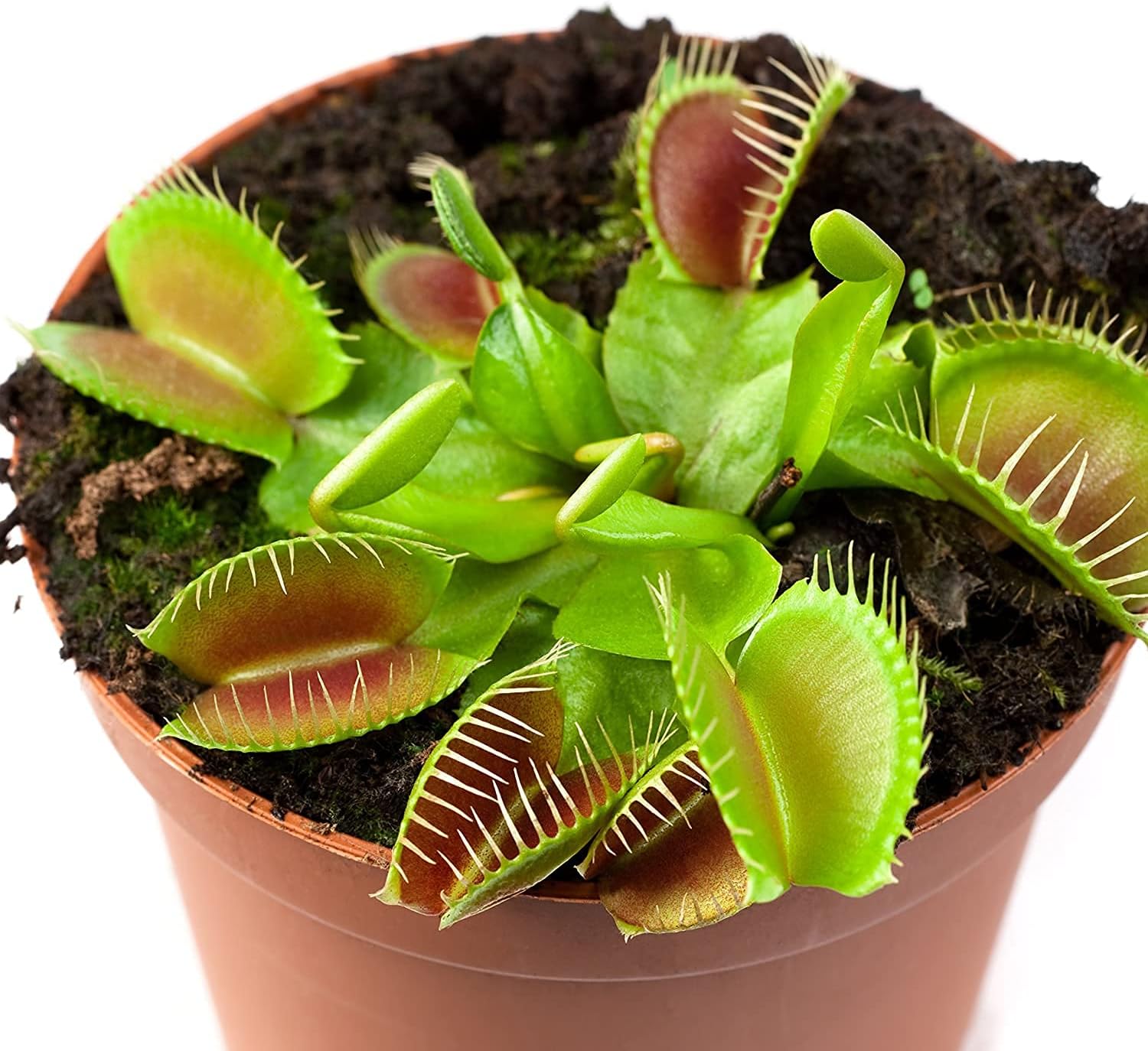 Venus Flytrap Plant Seeds – Carnivorous Indoor & Outdoor Plant – up to 50%