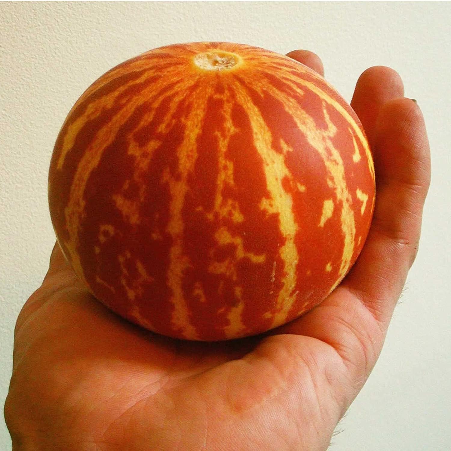 Tigger Melon Seeds up to 50%