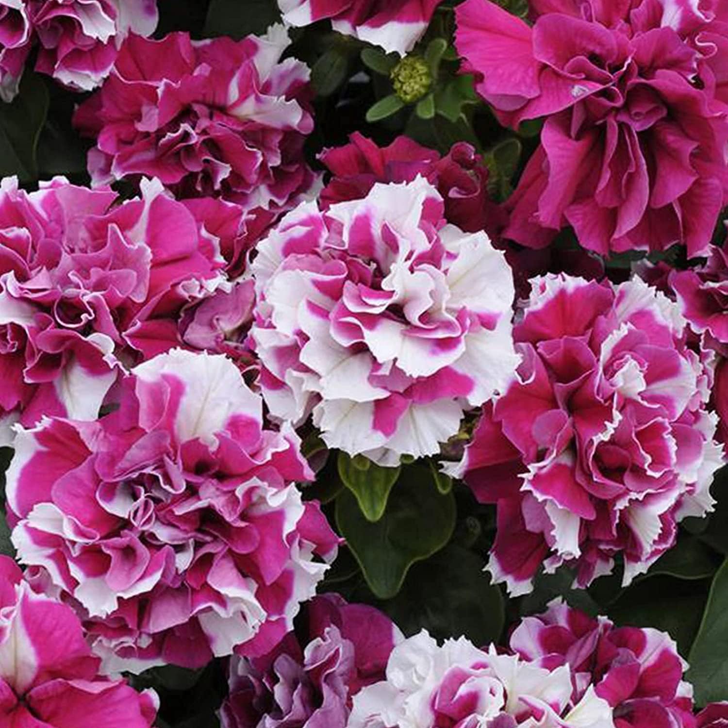 Dwarf Verbena Flower Seeds Up to 50% Off