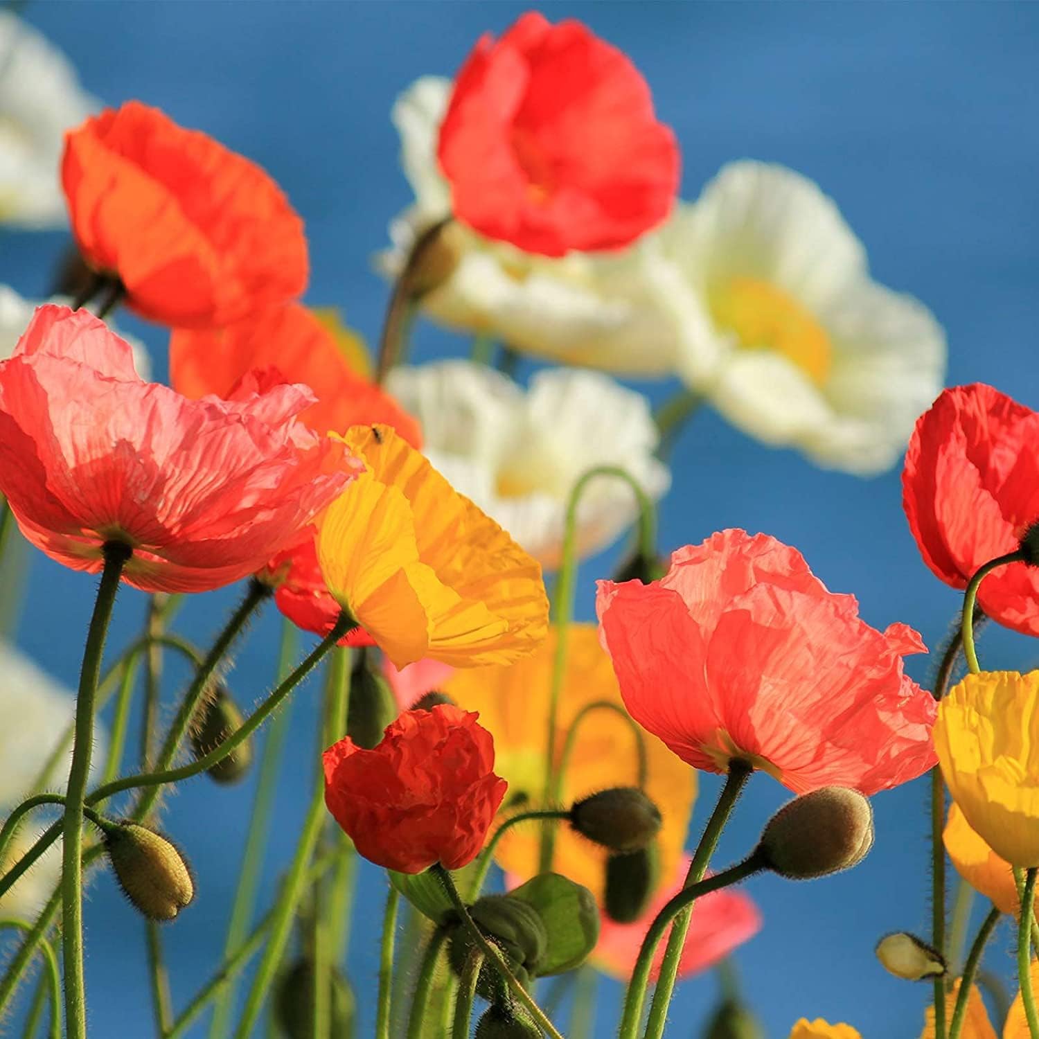 California Poppy Wildflower Seeds Up to 50% Off