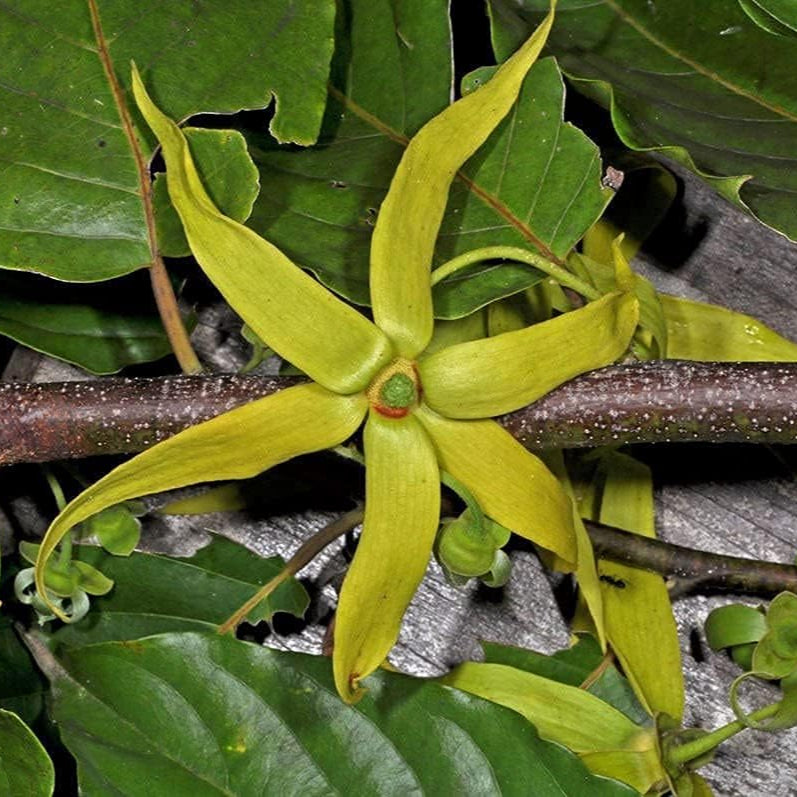 Cananga odorata | Ylang Ylang up to 50%