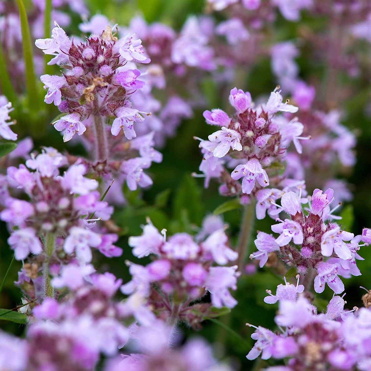 Creeping Thyme Flower Seeds –  Perennial Ground Cover – up to 50%