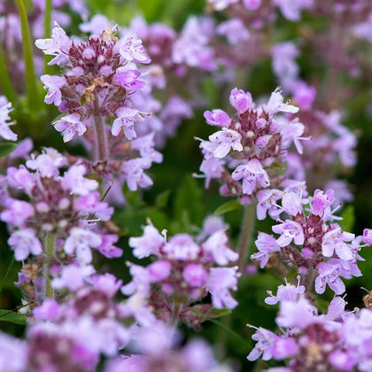 Creeping Thyme Seeds Lavender Beautiful Ground Cover