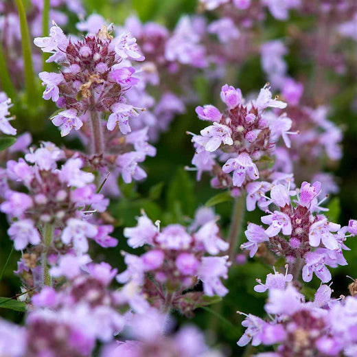 Creeping Thyme Seeds Lavender Beautiful Ground Cover