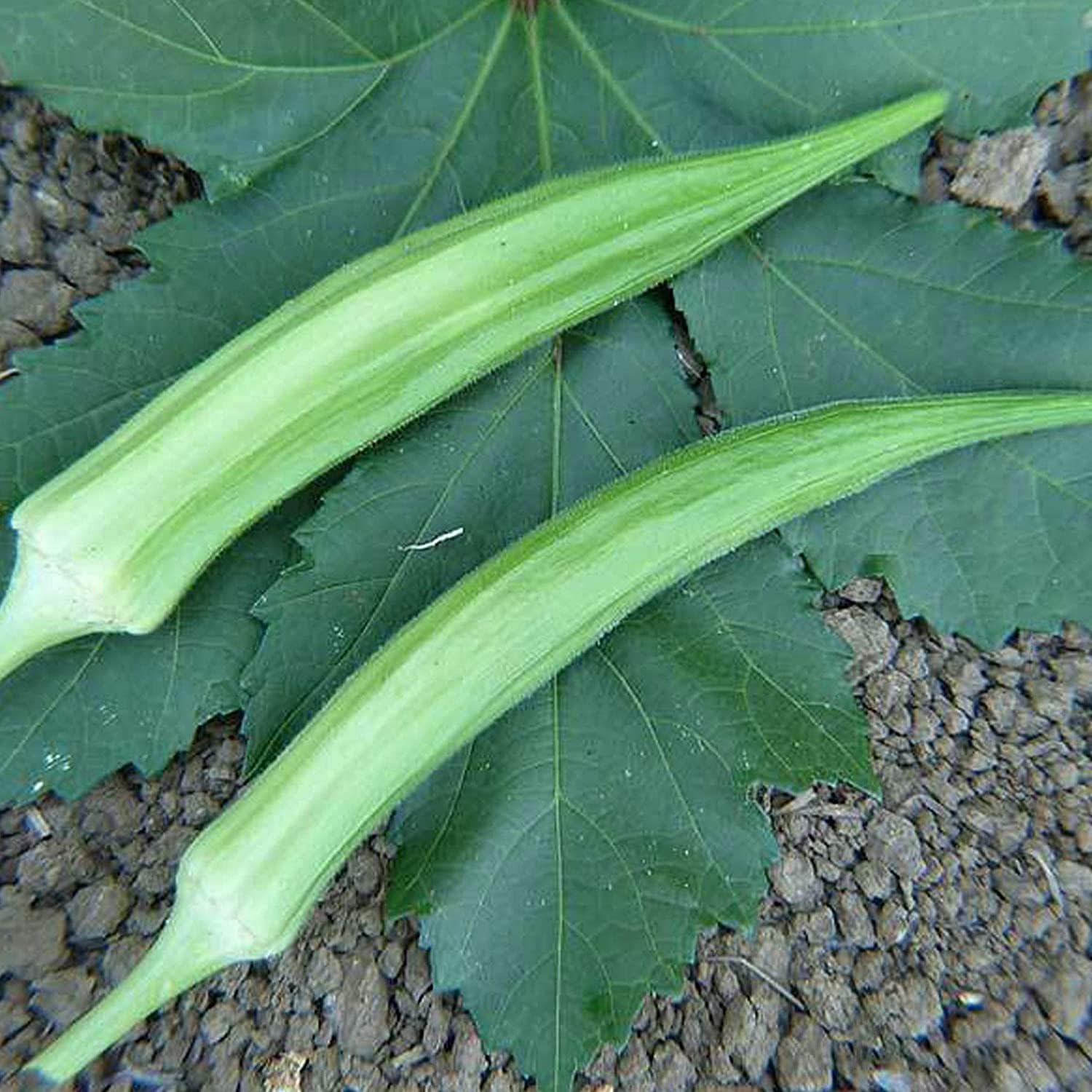 Cow’s Horn Okra Seeds – Heirloom Non-GMO | up to 50%