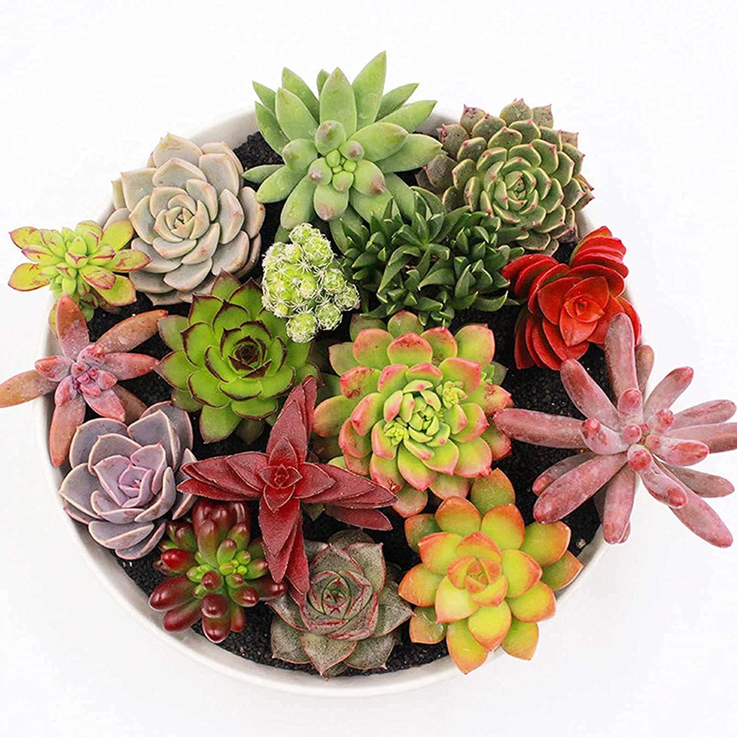 Mixed Succulent Plant Seeds prime day up to 50%