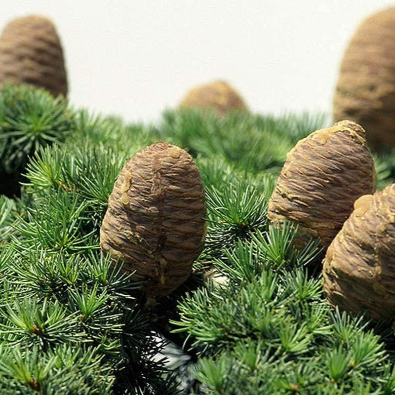 Cedrus libani (Lebanon Cedar) Seeds – Majestic Evergreen Tree – Up to 50%