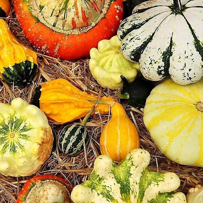 Decorative Pumpkin Mix Seeds Up to 50% Off