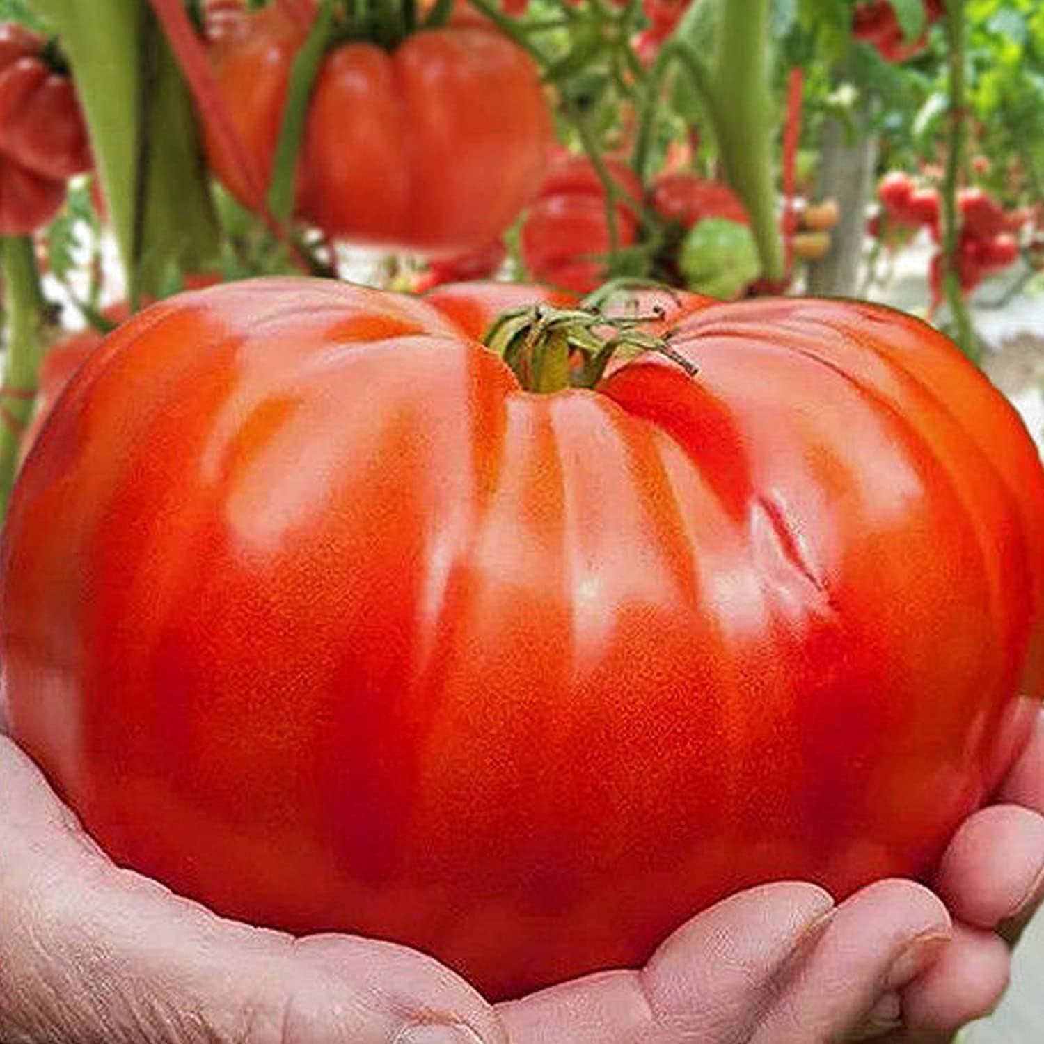 Big Beef Tomato Seeds up to 50%