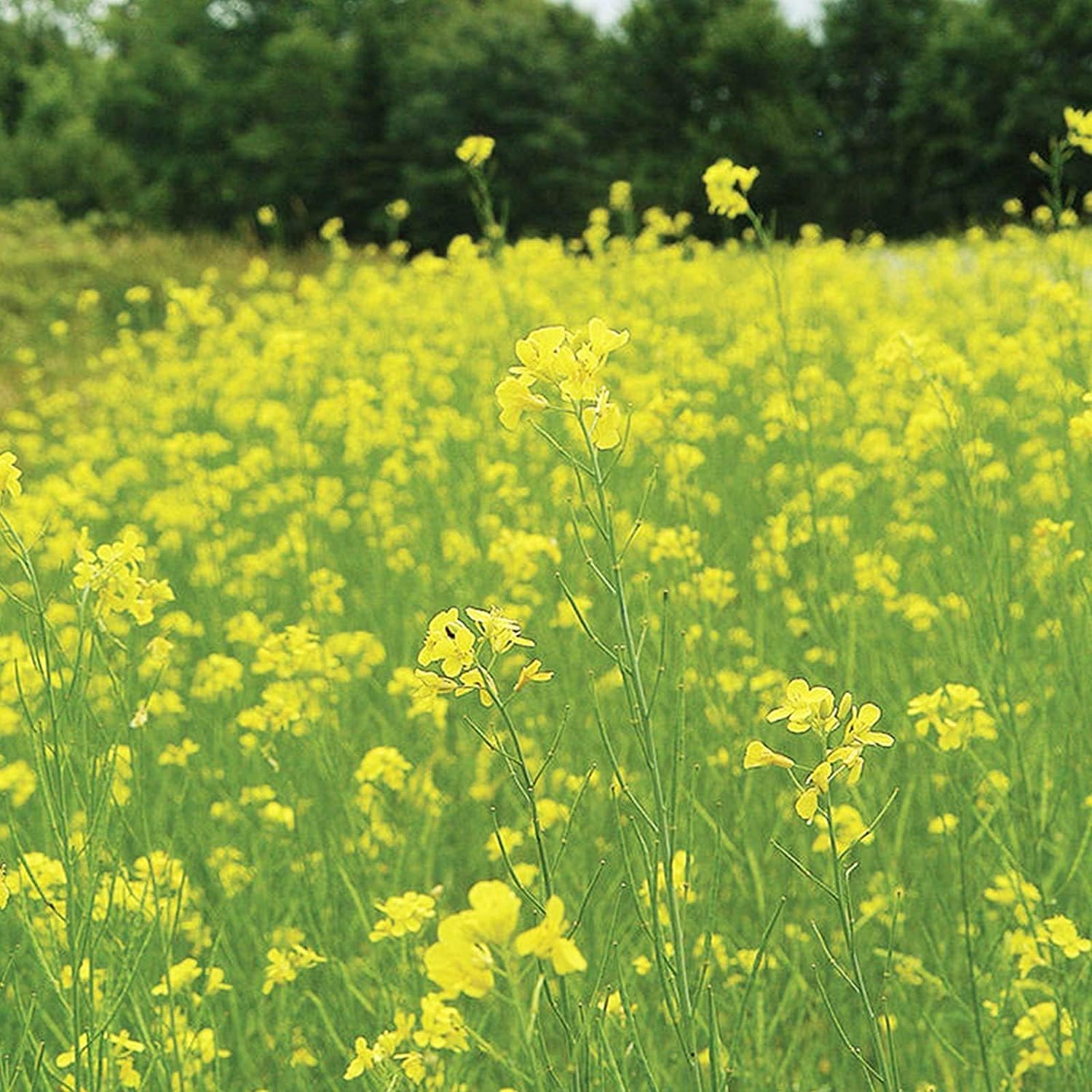Pacific Gold Mustard Seeds prime day up to 50%