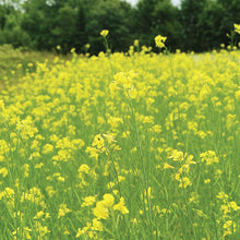 Pacific Gold Mustard Seeds