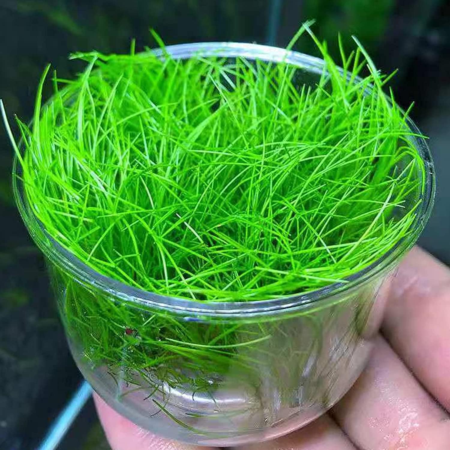 Aquarium Grass Plant Seeds Up to 50% Off