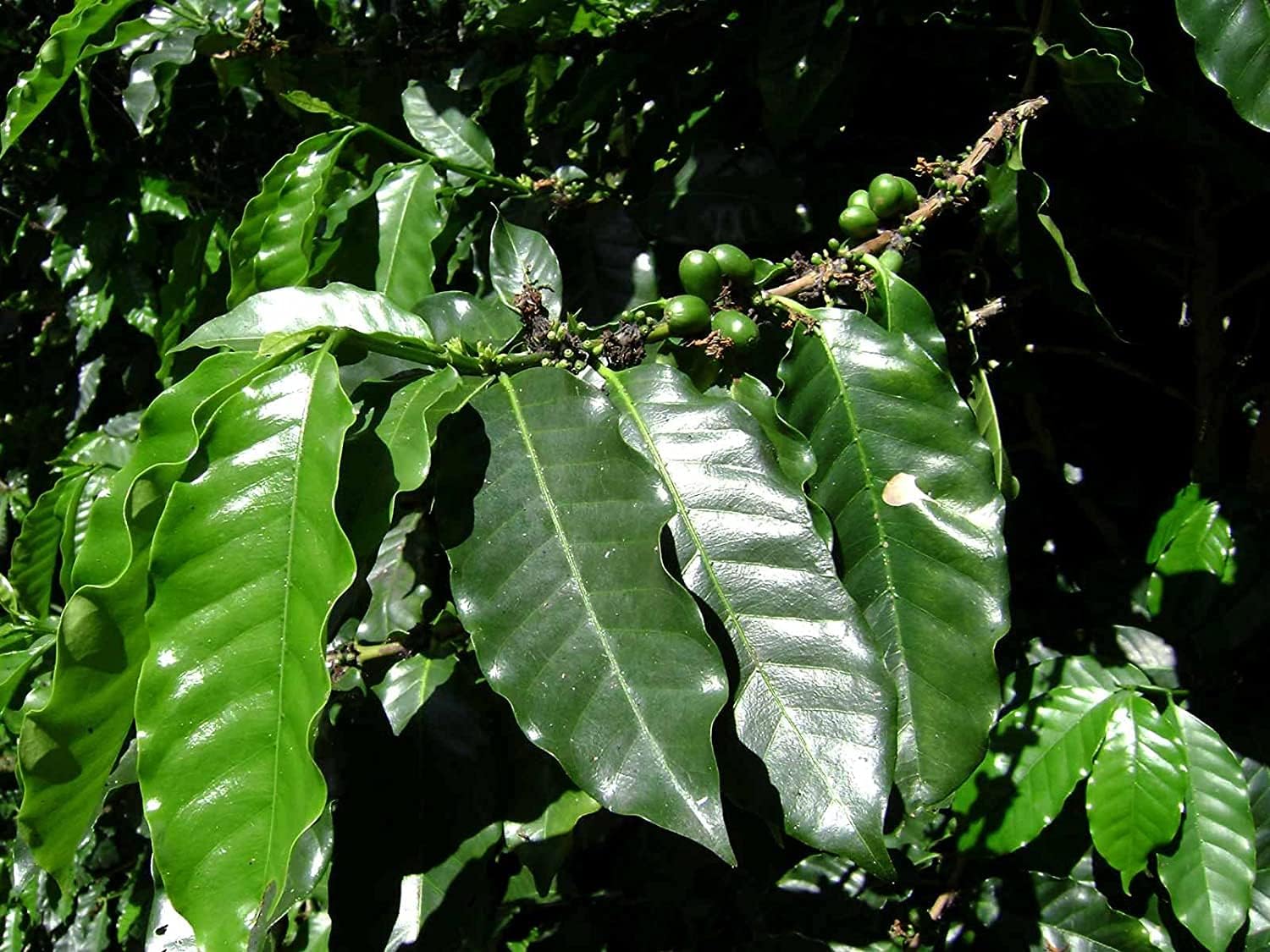 Arabian Coffee Tree Seeds up to 50%