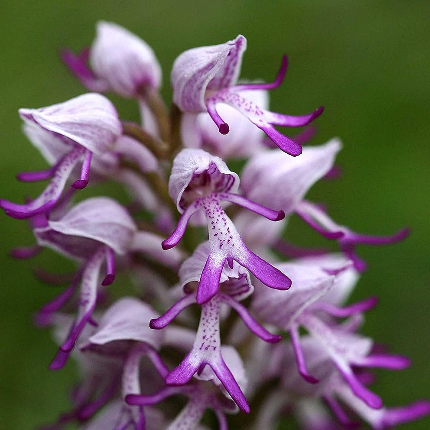 Monkey Orchid Flower Seeds prime day up to 50%