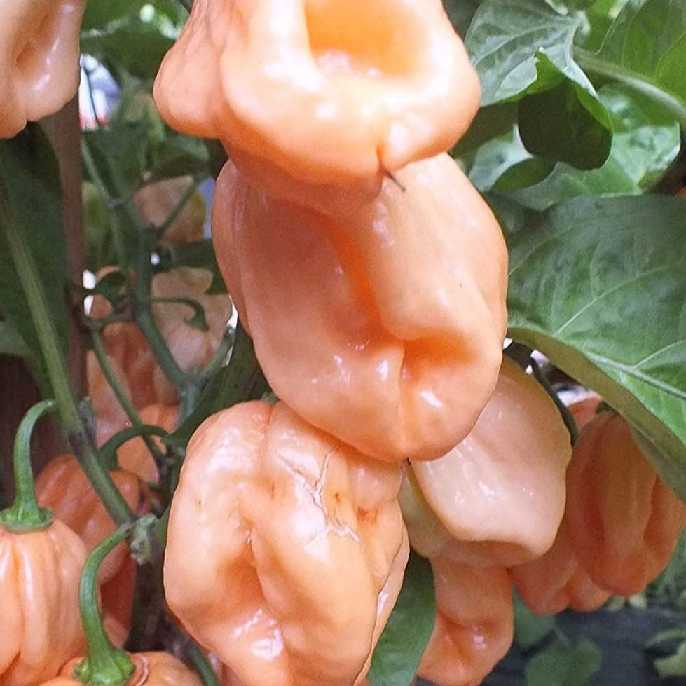 Pink Pepper Seeds – prime day up to 50%