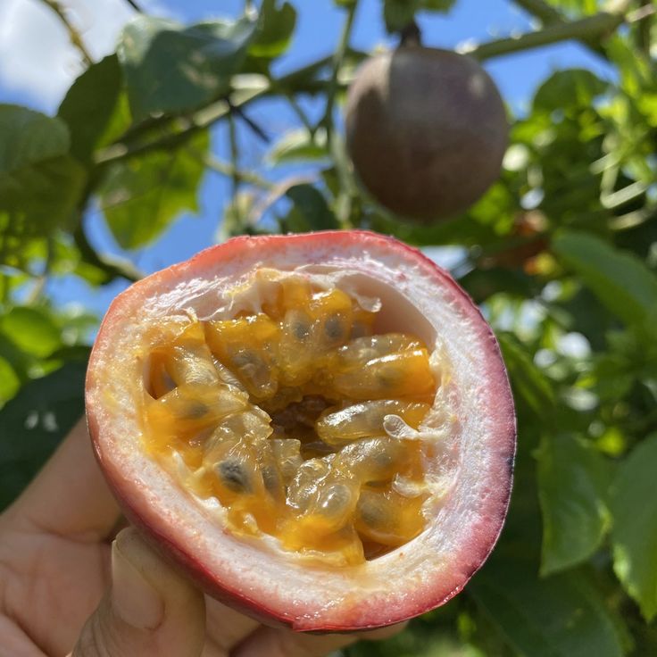 Dark Purple Passion Fruit Seeds up to 50%
