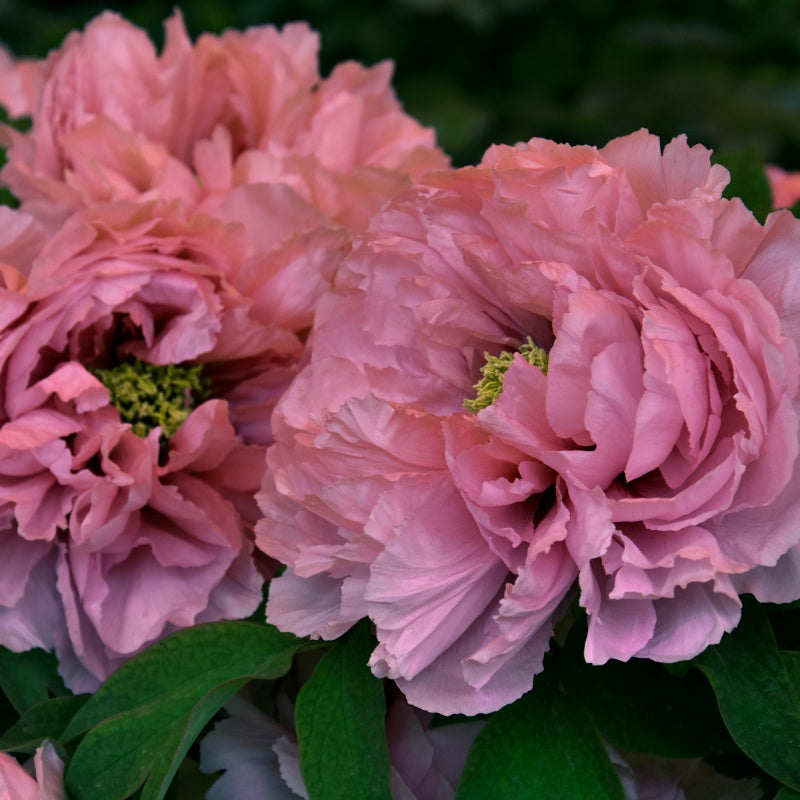Peony Seeds Up to 50%