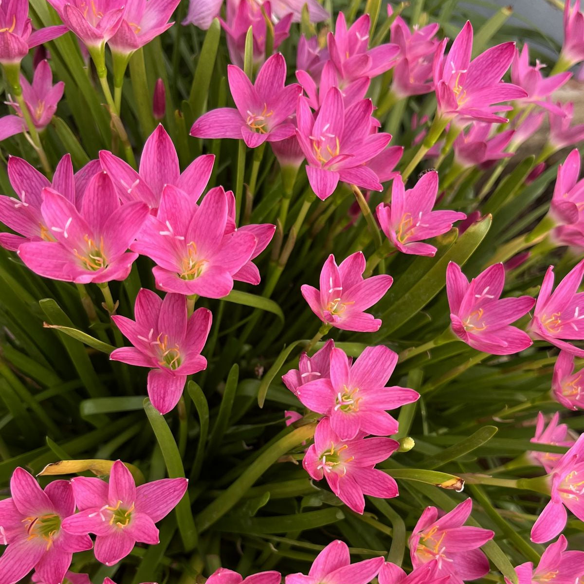 Mixed Rain Lily Seeds up to 50%