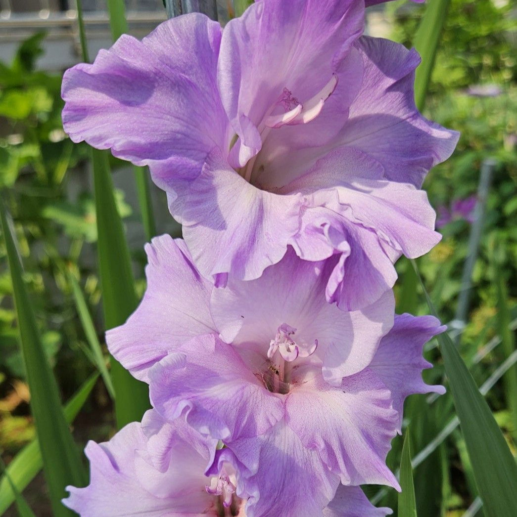 Purple Gladiolus Seeds up to 50%