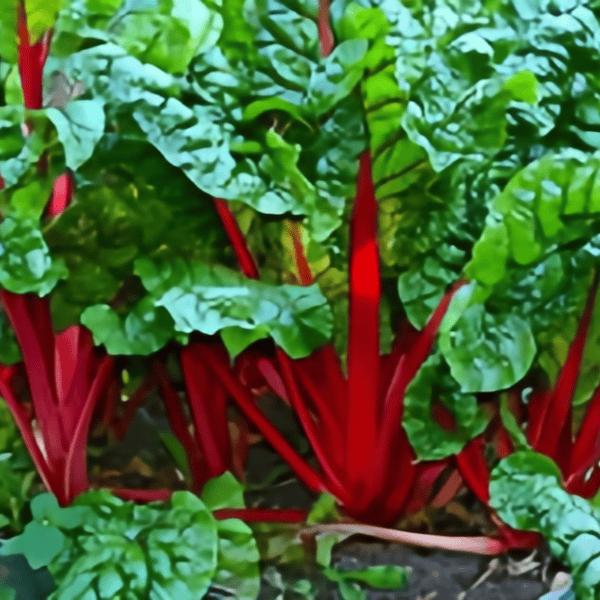 Swiss Chard Seeds Up to 50%