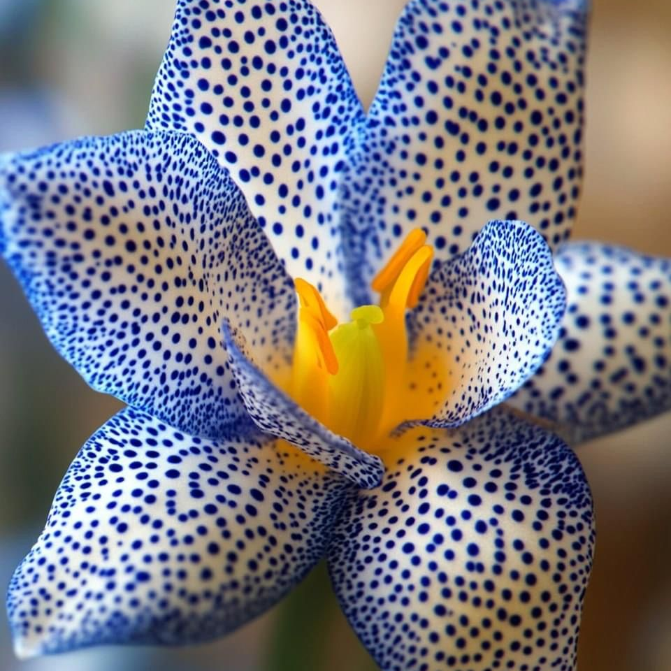 Special lily seeds up to 50%