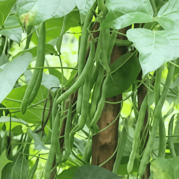 French Bean Seeds