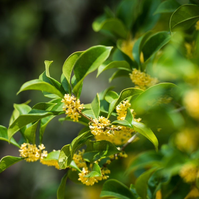 Osmanthus seeds  up to 50%