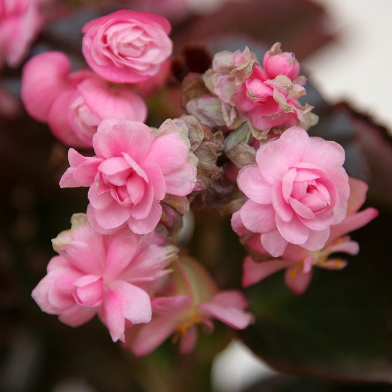 Chinese Crabapple seeds up to 50%