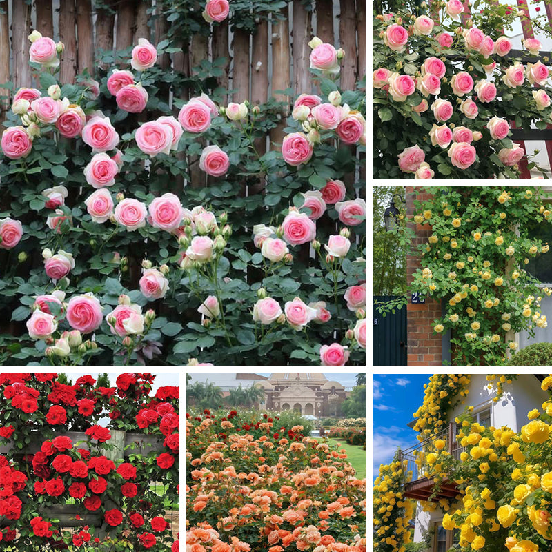 Rosa multiflora Seeds Up to 50%