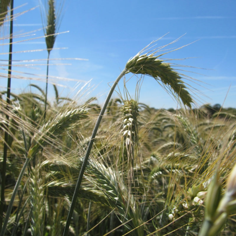 Wheat Seeds up to 50%