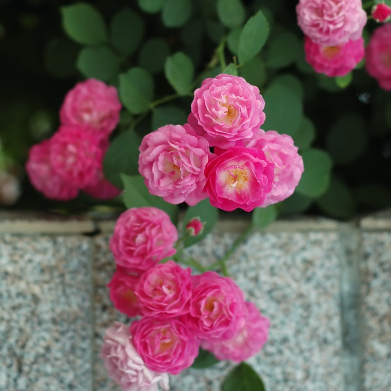 Rosa multiflora Seeds up to 50%