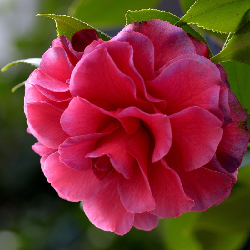 Camellia Seeds up to 50%