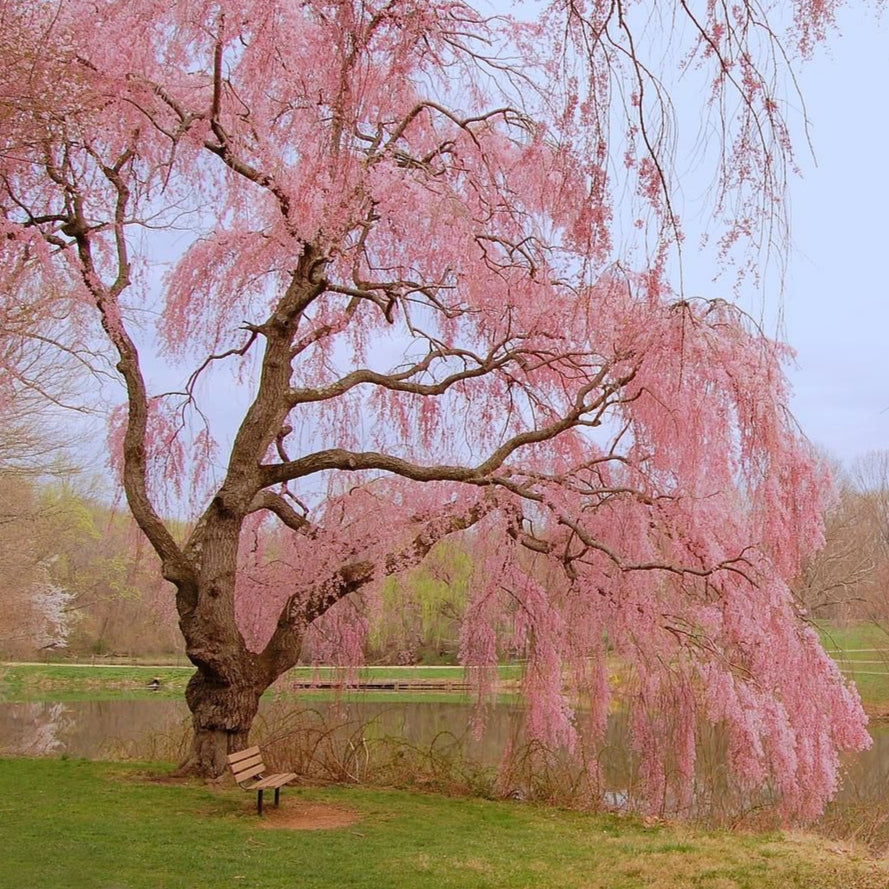 Pink Weeping Willow Seeds Up to 50% Off