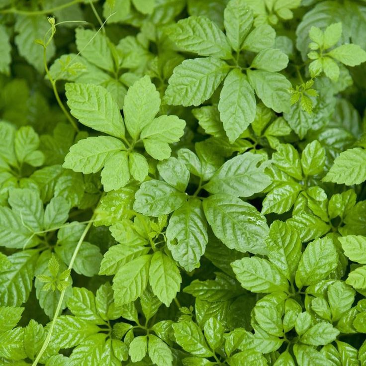 Gynostemma Pentaphyllum Seeds Up to 50% Offf