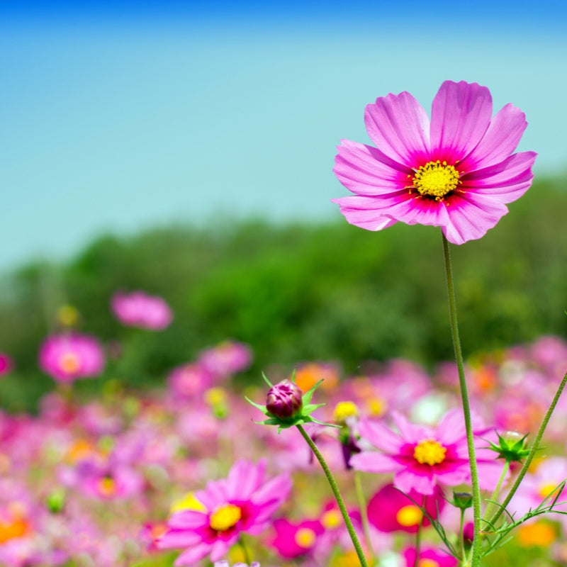cosmos seeds Up to 50%