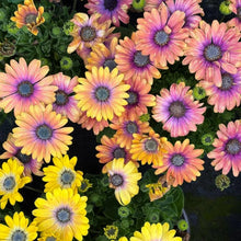Osteospermum Seeds