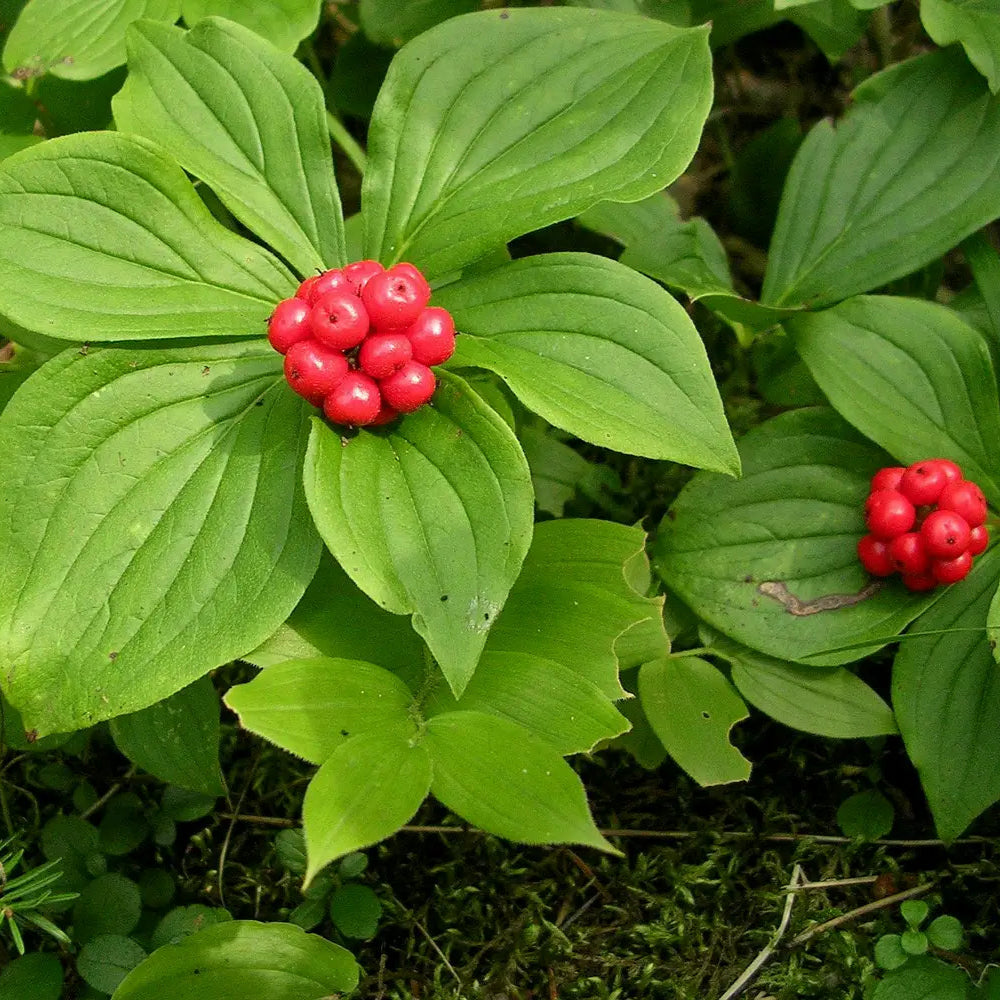 Bunchberry Plant Seeds up to 50%