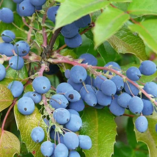 Oregon Grape Holly Seeds
